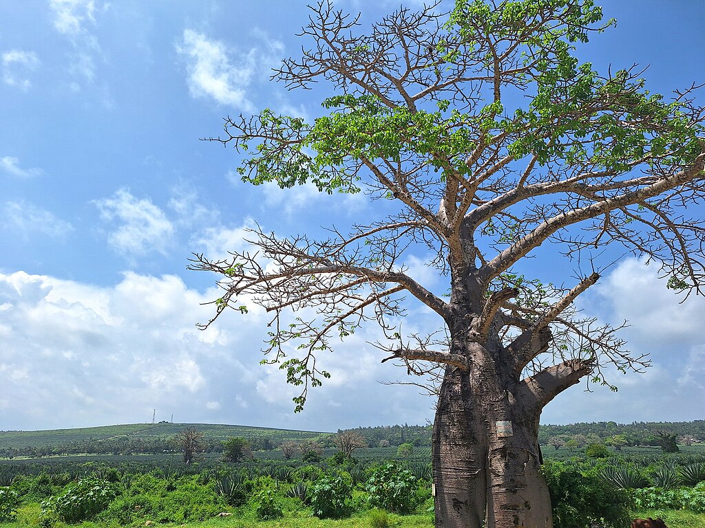 Baobab tree of life